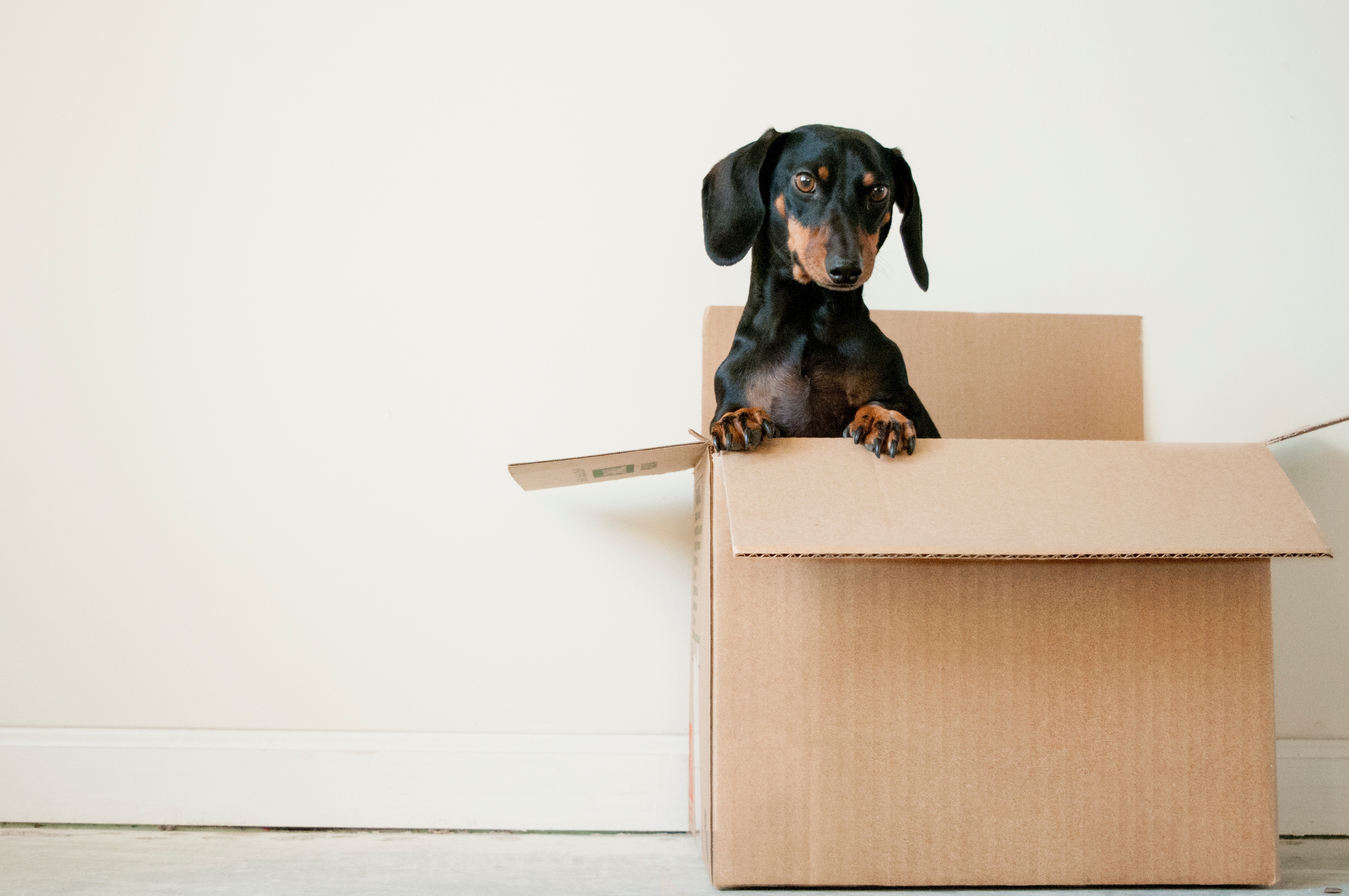 Un perro saliendo de una caja