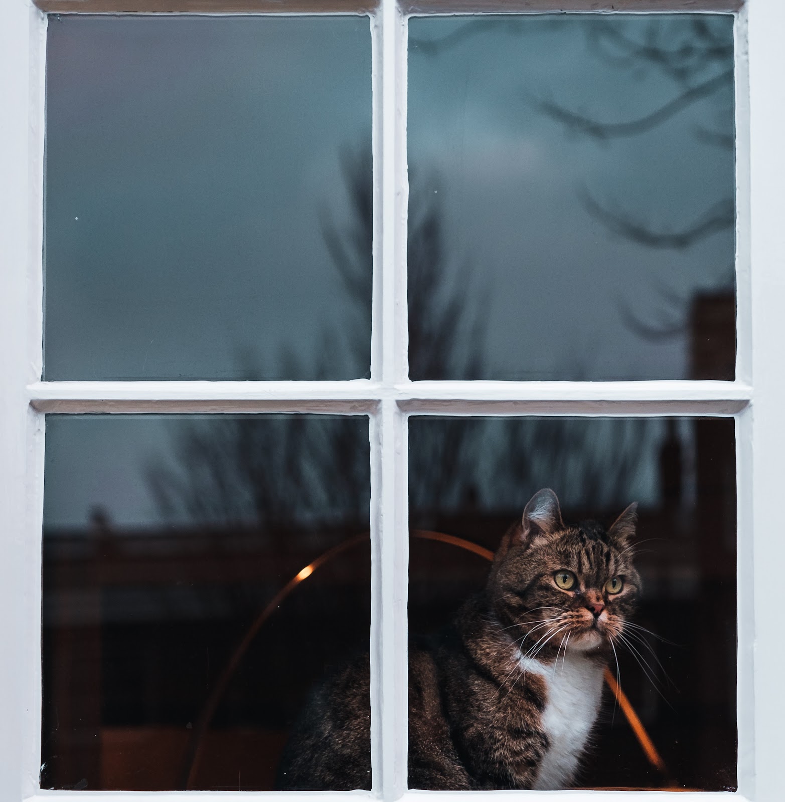 Un gato mirando por una ventana